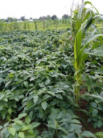 Crops grown with Humate